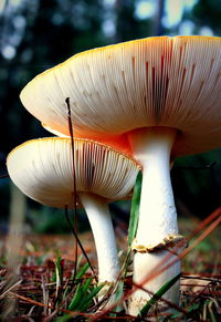 Close-up of mushroom growing on field