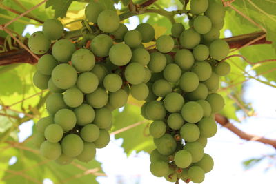 Low angle view of grapes growing in vineyard