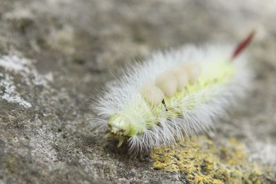 Close-up of insect on rock