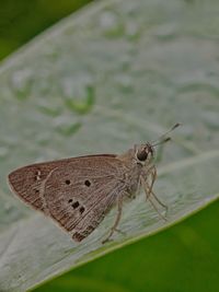 Close-up of butterfly