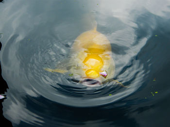 Close-up of yellow koi carp