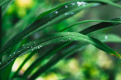 Close-up of wet plant during rainy season