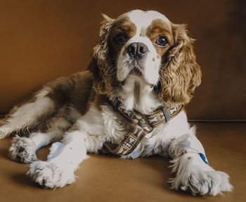 Portrait of dog sitting on floor