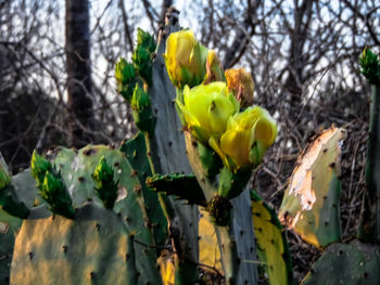 Close-up of yellow cactus plant