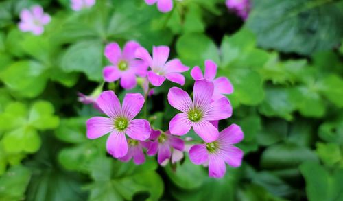 Close-up of pink flowering plant