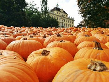 Pumpkins on field against castle