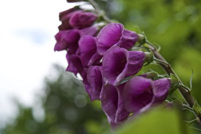 Close-up of pink flowers