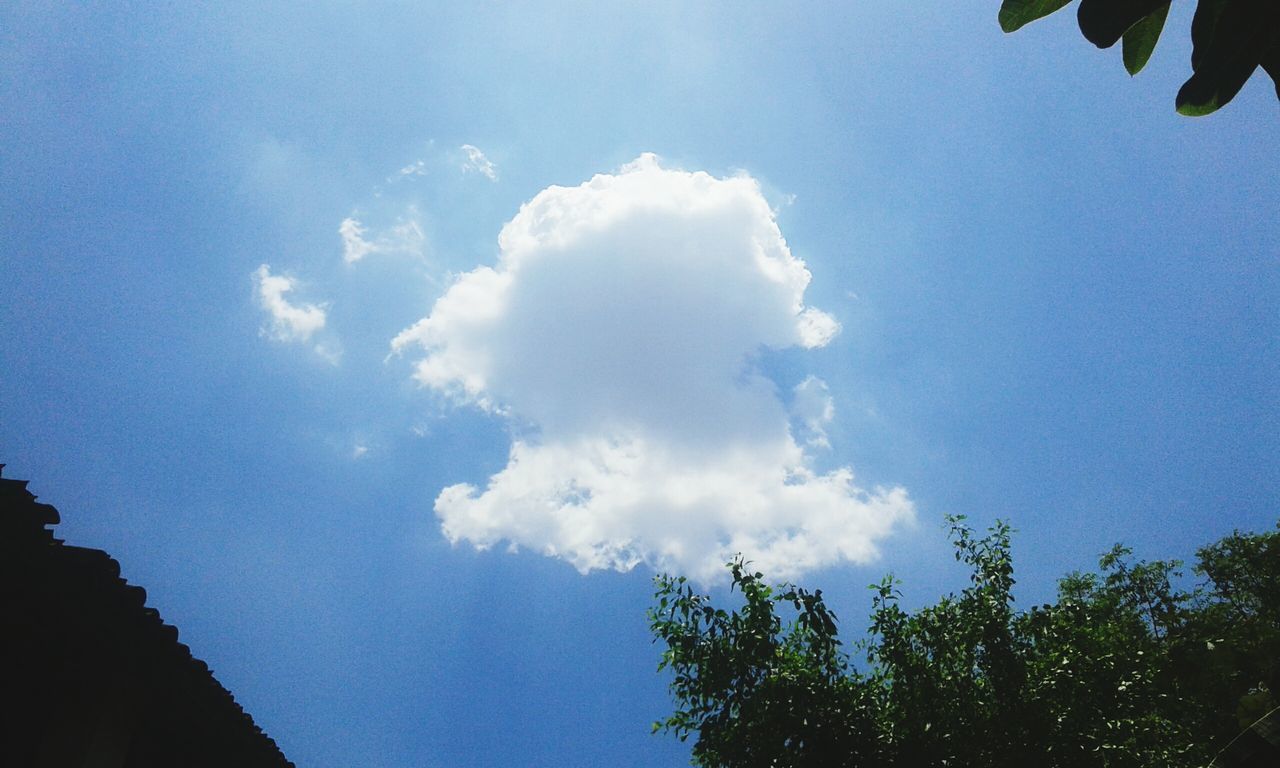 LOW ANGLE VIEW OF TREES AGAINST SKY