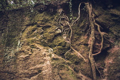 Close-up of tree trunk in forest