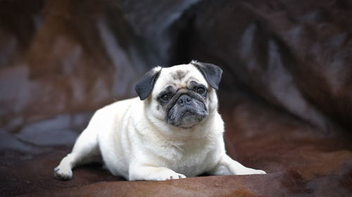 A white pug dog with dark  muzzle and earson a dark brown fur.