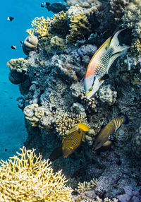 Fish swimming in sea