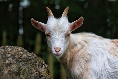 Goat standing by rock