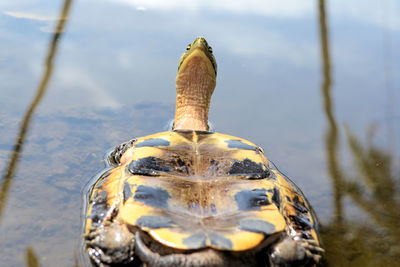 Close-up of turtle swimming in lake