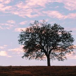 Tree against sky during sunset