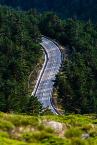 High angle view of road passing through forest