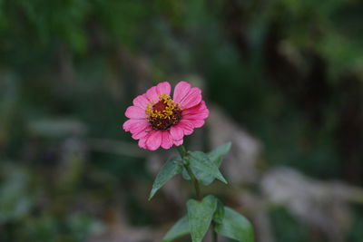 Close-up of pink flowers