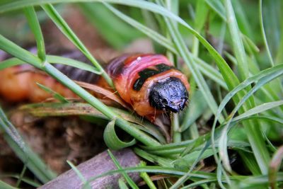 Close-up of insect on grass