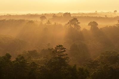 Scenic view of trees against sky at sunset