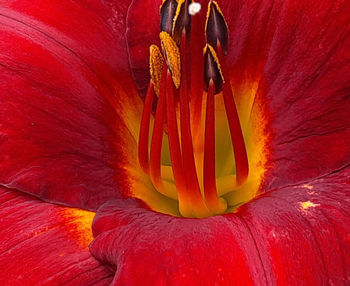 Close-up of red flower