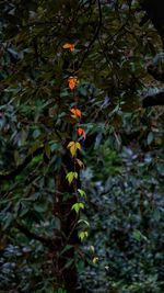 Close-up of flowering plant on tree