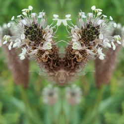 Close up of flowers