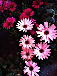 Close-up of pink flowers