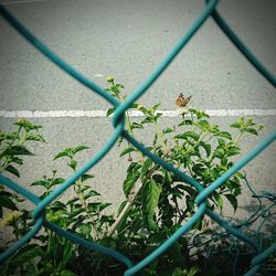 View of green plants on chainlink fence