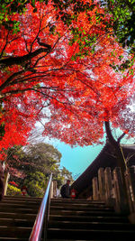 Low angle view of trees during autumn