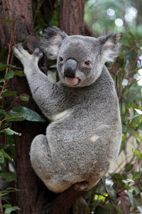 Portrait of koala on tree trunk