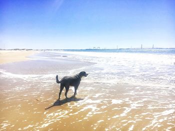 Dog on beach against sky