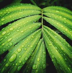 Close-up of wet leaves on rainy day