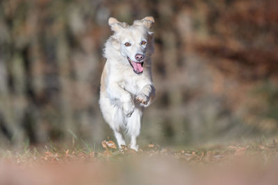 Dog running on field