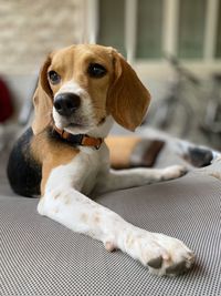 Beagle relaxing on his porch 