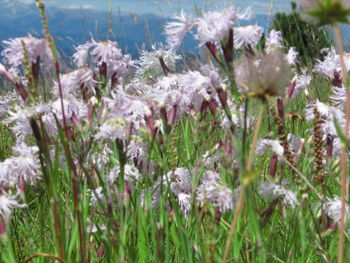 Close-up of flowers blooming in field