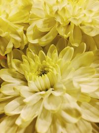 Close-up of yellow flowers blooming outdoors