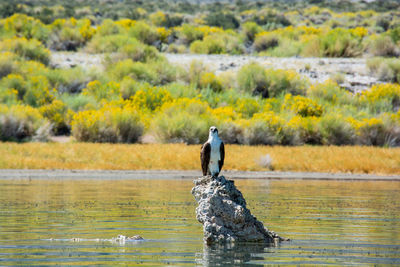 Bird perching on a lake