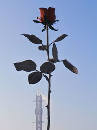 Low angle view of flowers against sky