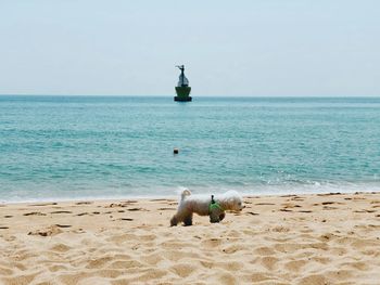 View of horse on beach