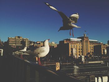 Low angle view of seagull flying against blue sky