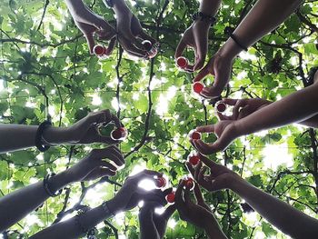 Low angle view of tree in forest