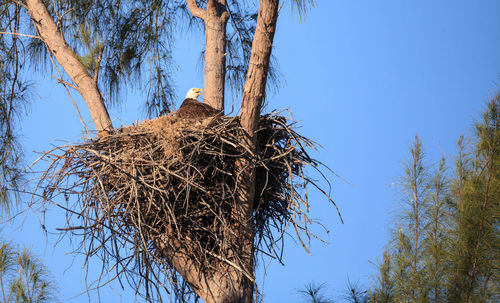 Low angle view of bird nest on tree against clear sky