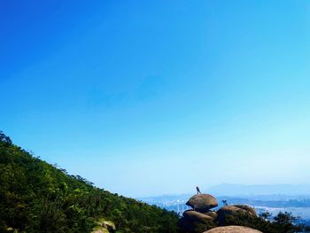 Rear view of sheep on mountain against clear blue sky