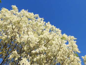 Low angle view of flowering tree against blue sky