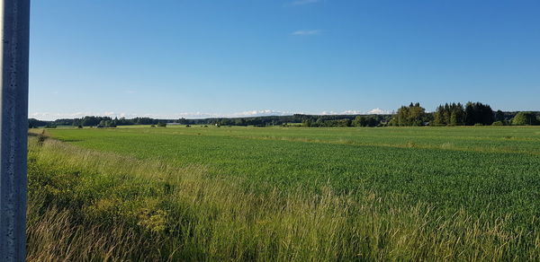 Scenic view of field against clear sky