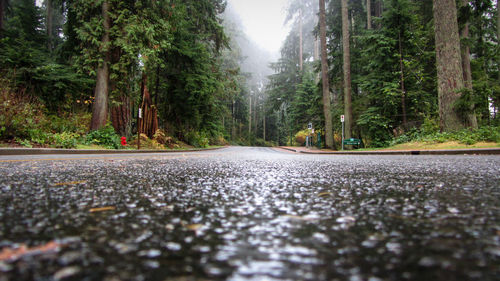 Surface level of road amidst trees in city