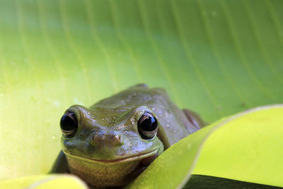 Close-up of lizard