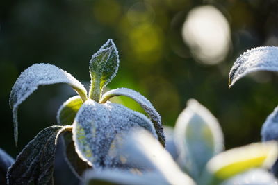 Close-up of frozen plant