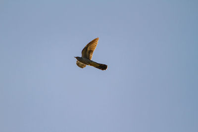 Low angle view of eagle flying against clear blue sky