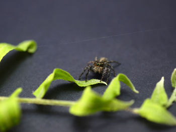 Jumper spider serounding with green leaf