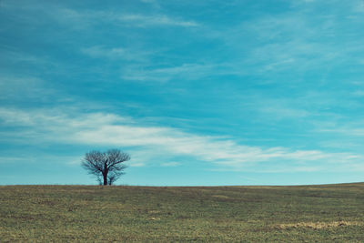 Bare tree on field against sky